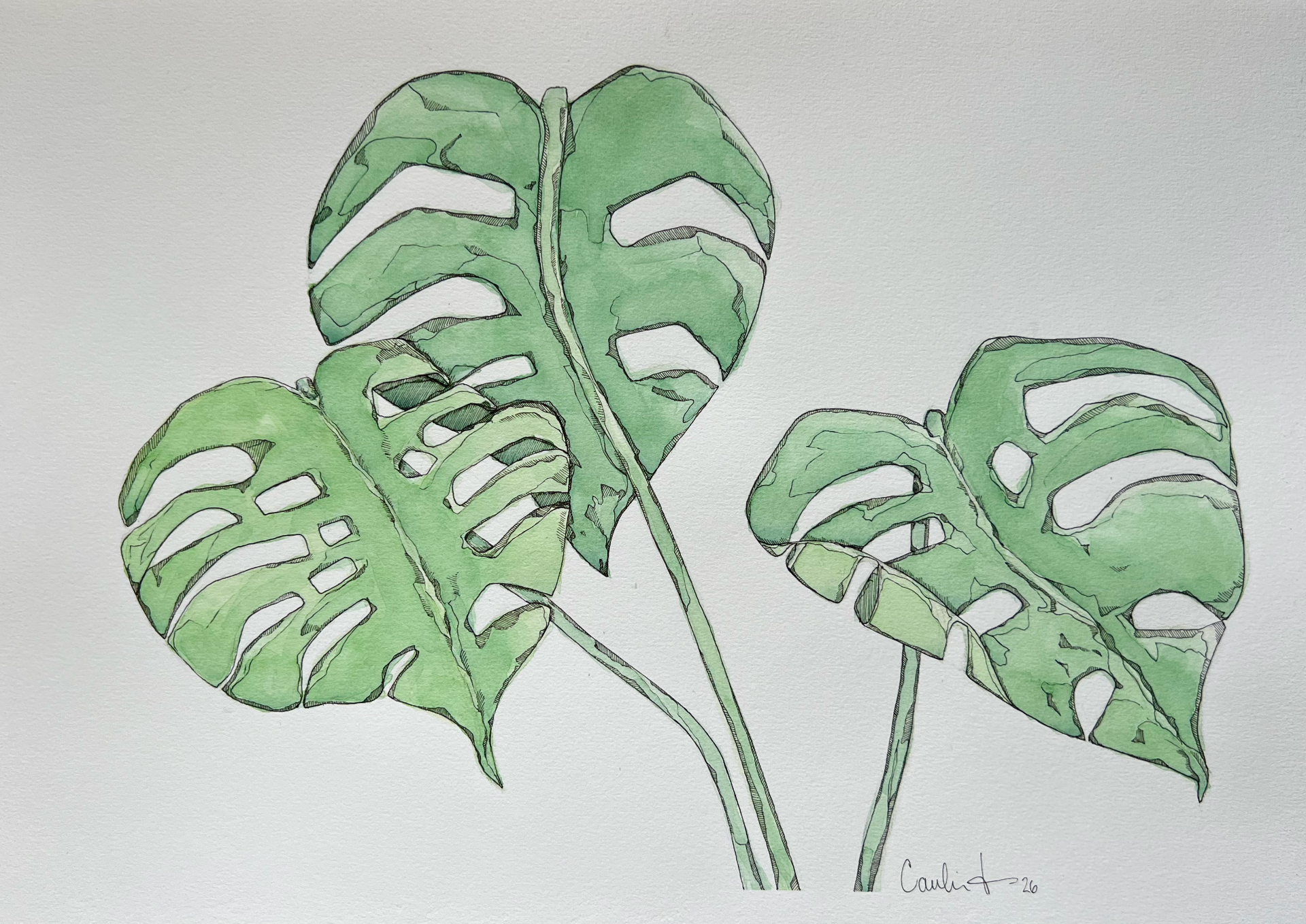Monstera 1.