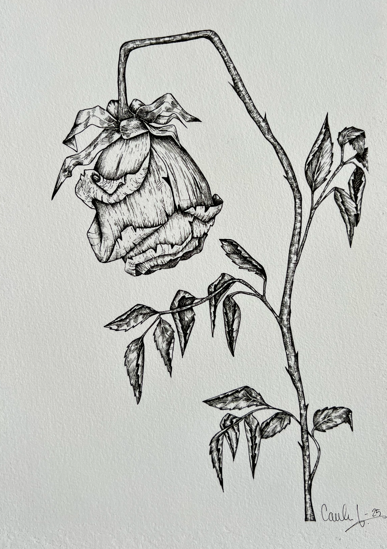 Wilted Rose