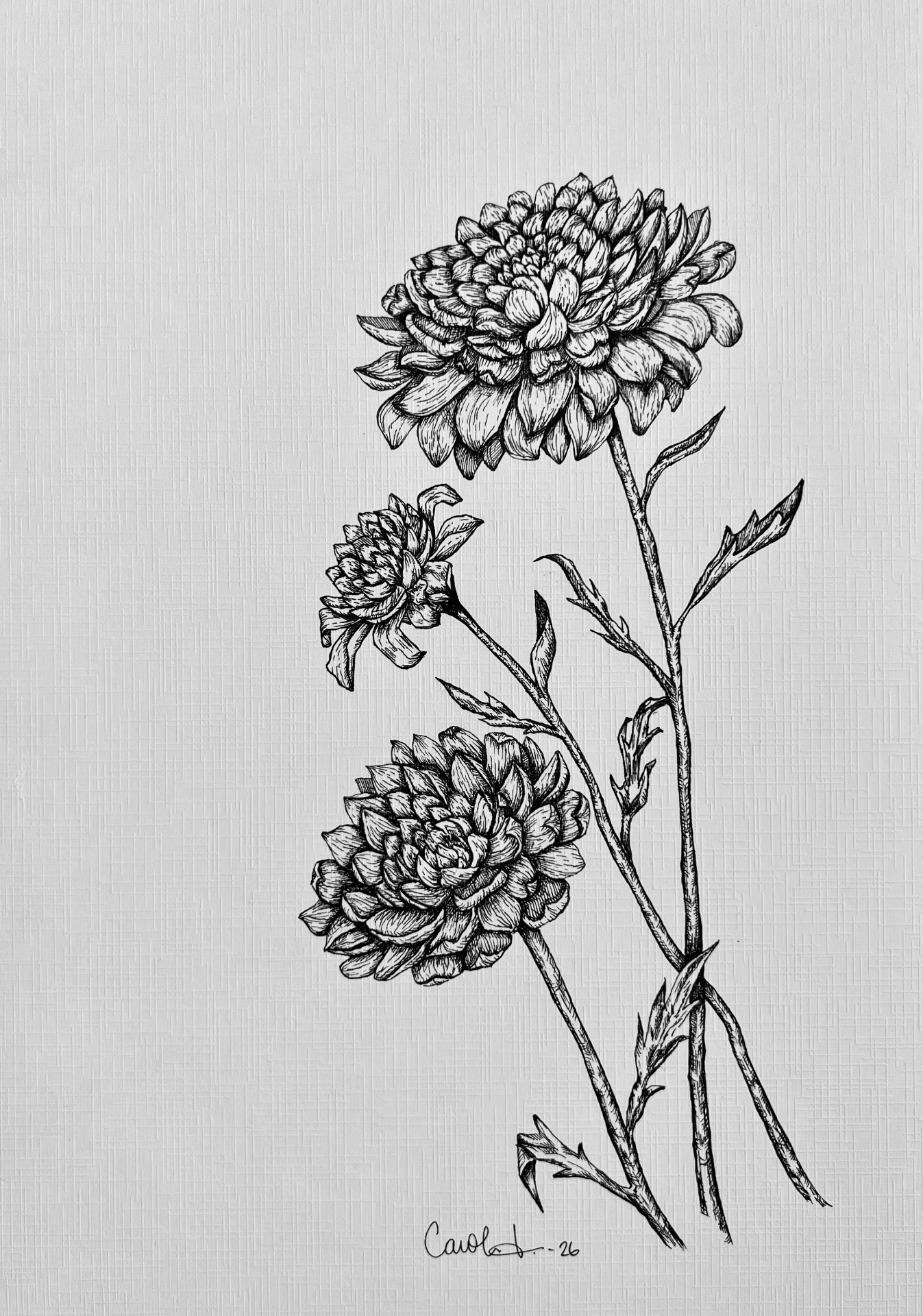 "Dahlia"