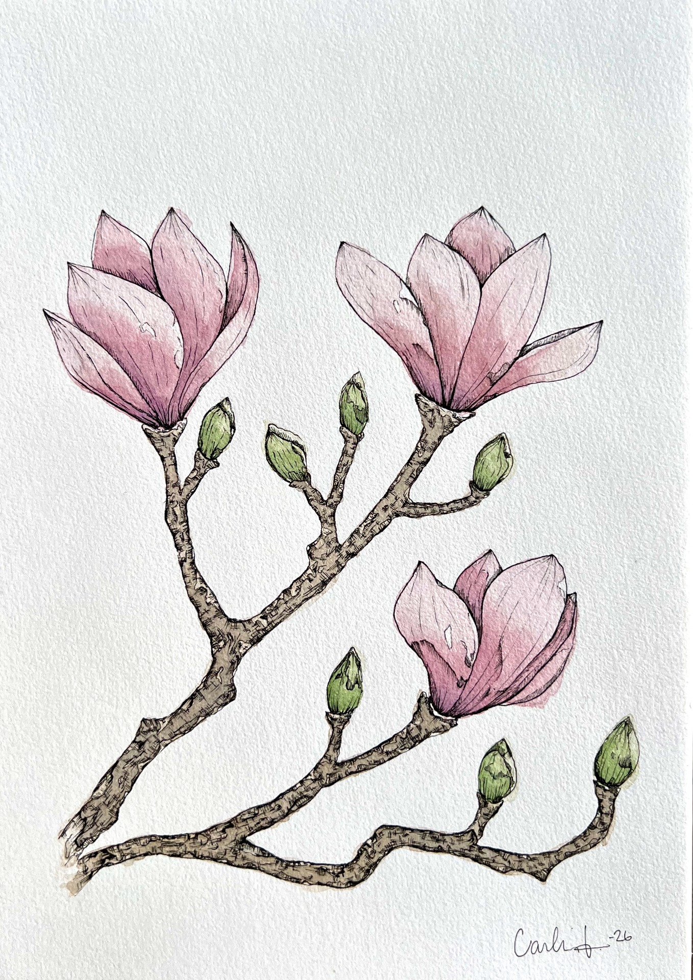 Magnolia