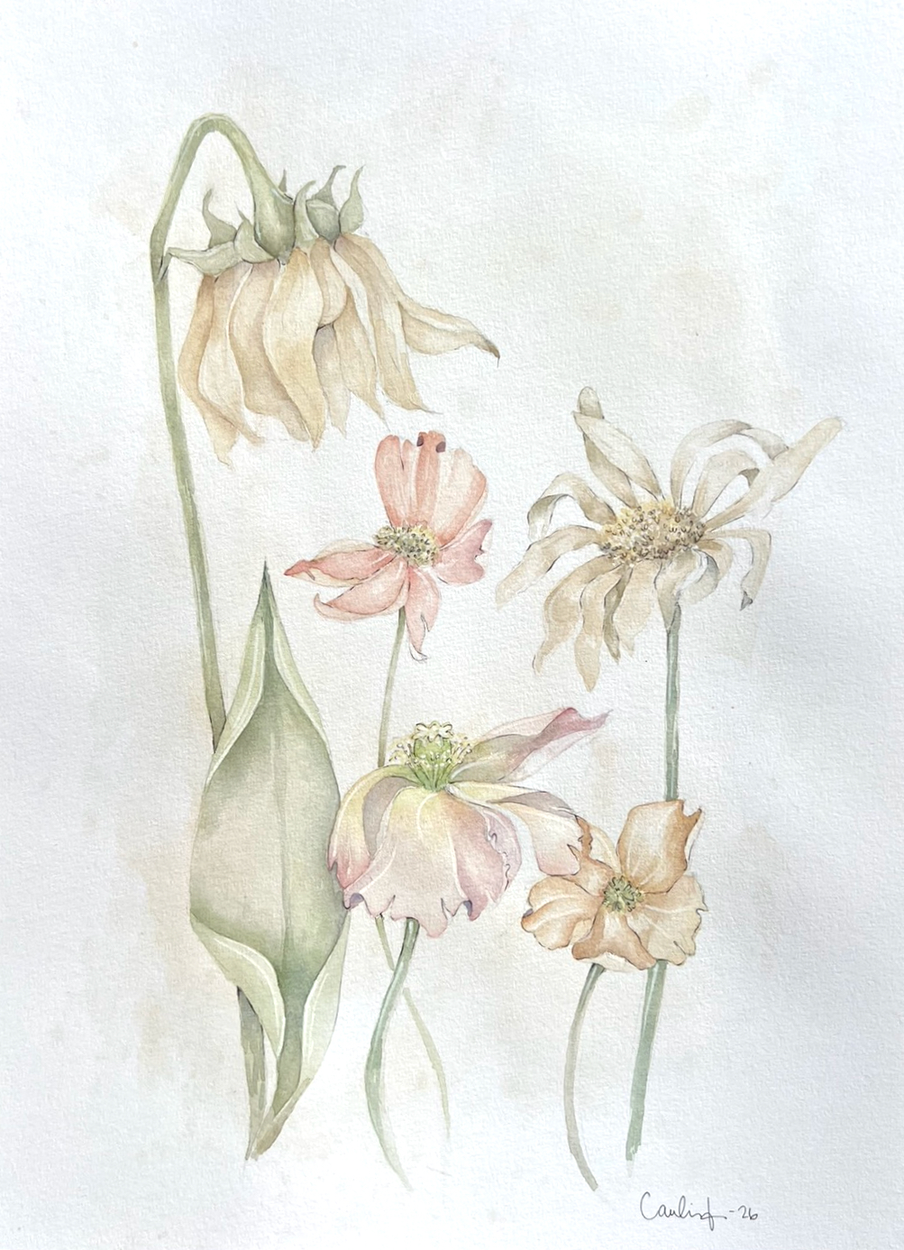 Wilted Beauty